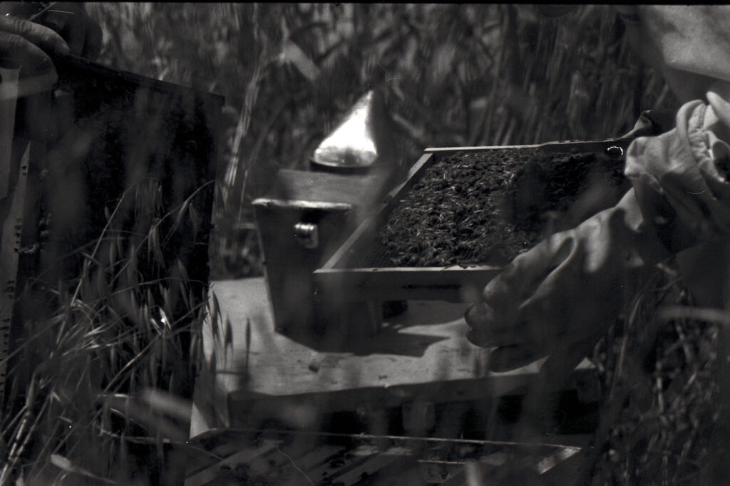 COLOSS project image
