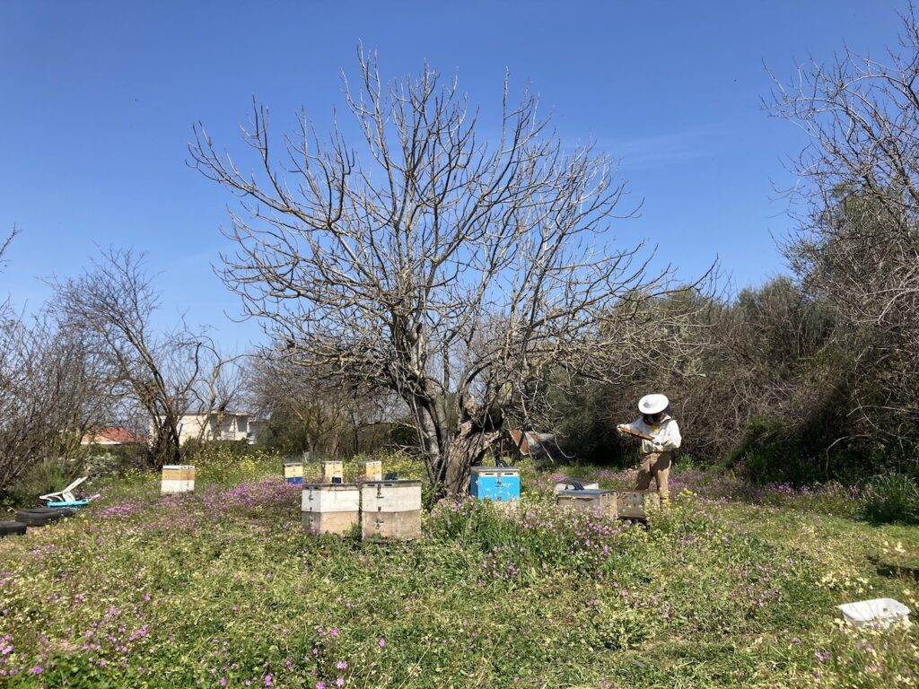 BeeConnected project image